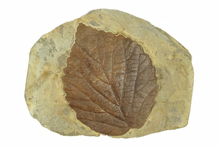 Fossil Leaf (Davidia) - Montana #269332